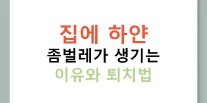 집에 하얀 좀벌레가 생기는 이유와 퇴치법
